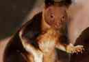 Wood kangaroo goodfellow - marsupial monkeys